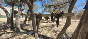 IMG-20250319-WA0007