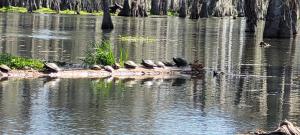 IMG-20250322-WA0009