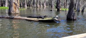 IMG-20250322-WA0010