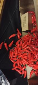 IMG-20250322-WA0025